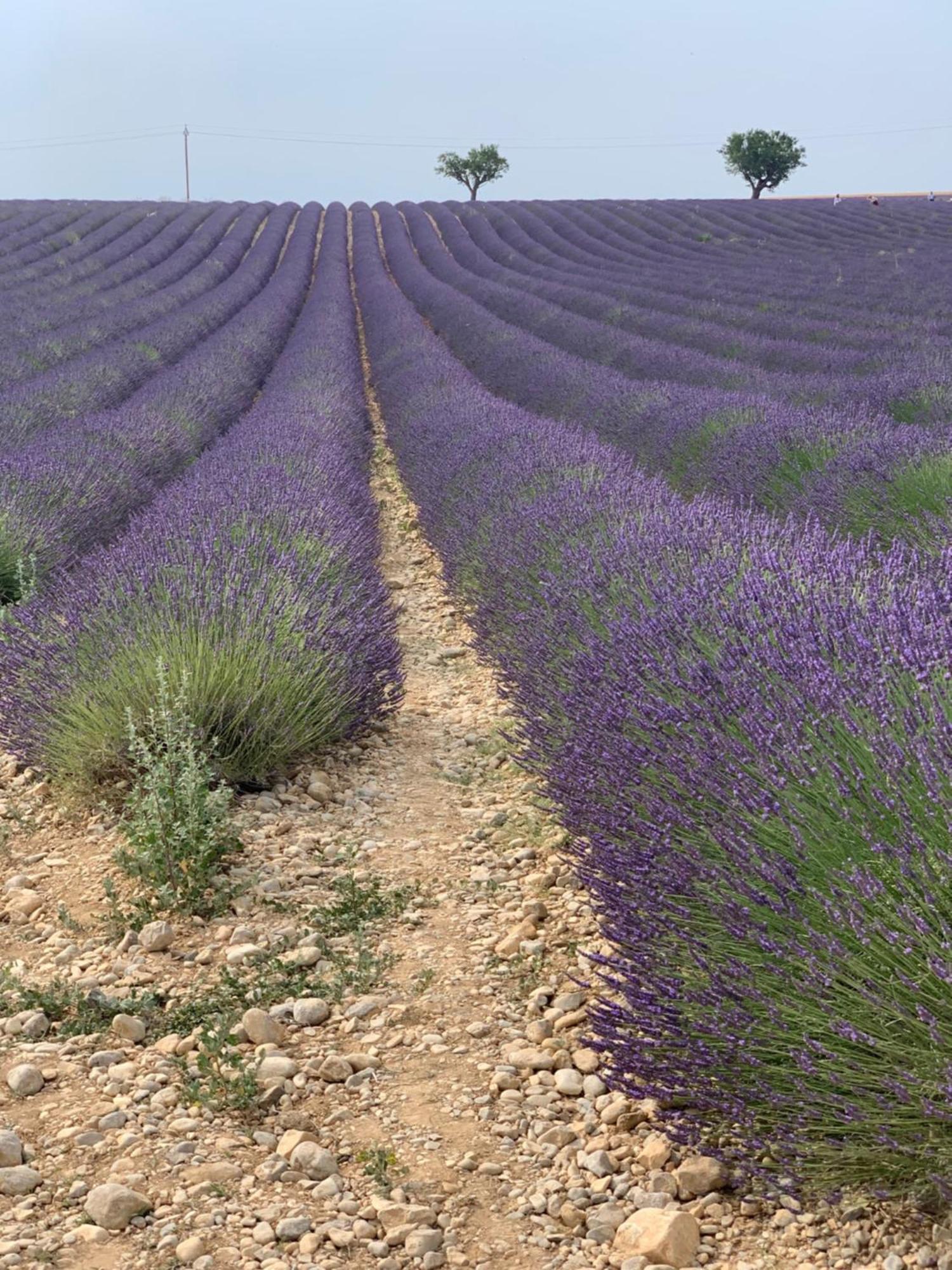 Studios Nuitee En Provence Aix-en-Provence Bagian luar foto